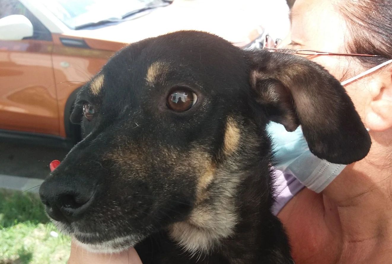Mara - ADOPTED
